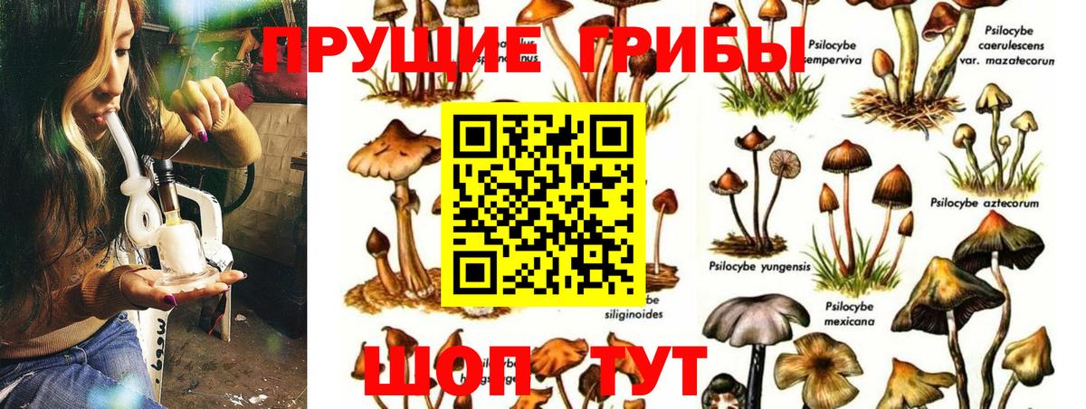 Галлюциногенные грибы Psilocybine cubensis Старая Купавна